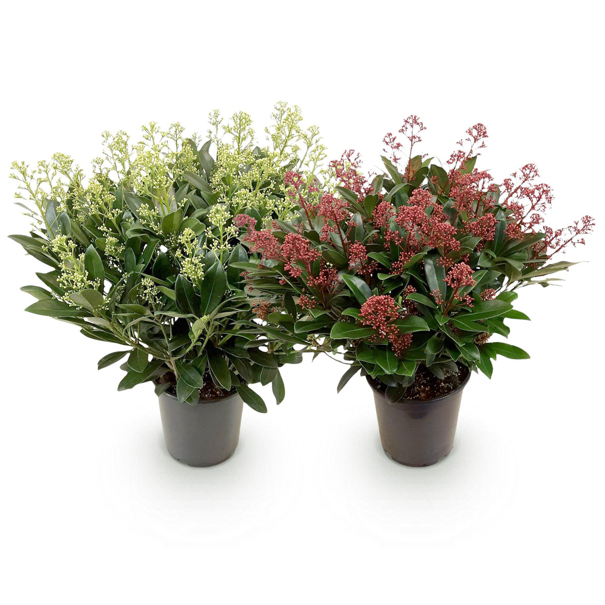 Skimmia japonica Duo, kenmerkend blad