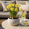 Narcis Carlton