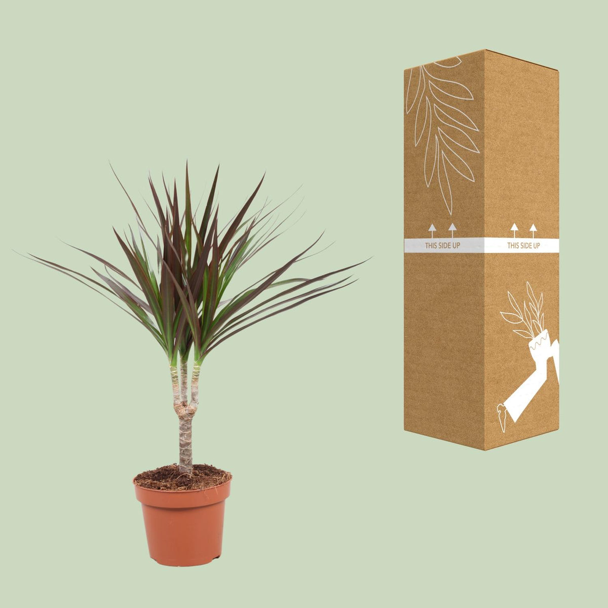 Detailfoto van Dracaena Magenta