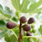 Ficus carica Little Miss Figgy, groene bladeren
