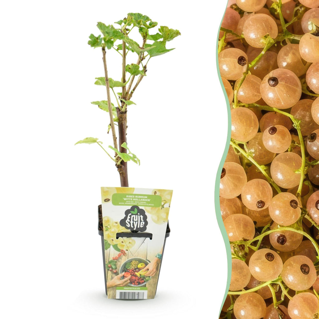 Witte bes Ribes rubrum Witte Hollander, kenmerkend blad