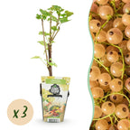 Witte bes Ribes rubrum Witte Hollander, kenmerkend blad