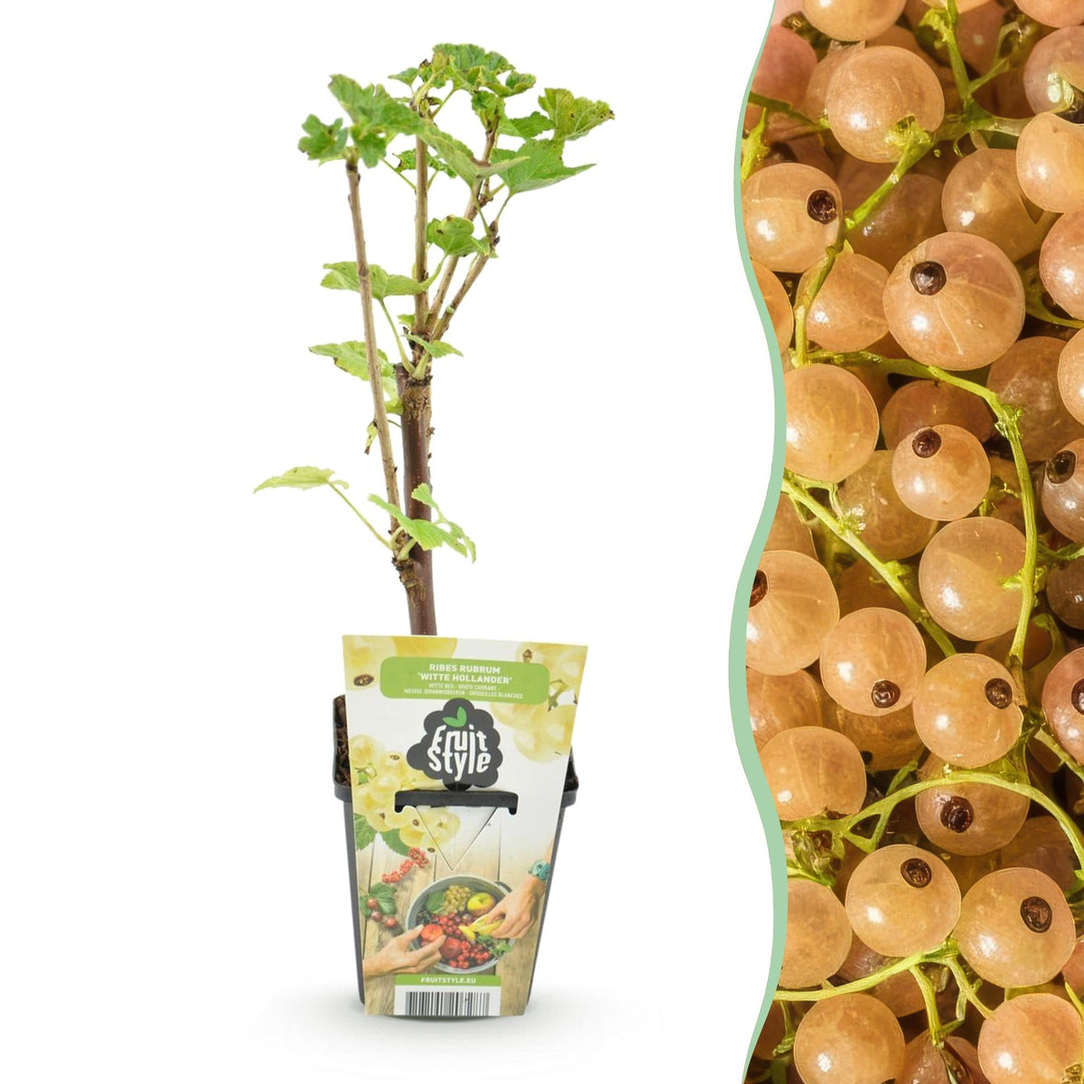 Witte bes Ribes rubrum Witte Hollander, kenmerkend blad