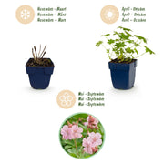 Geranium macr. Ingwersen&