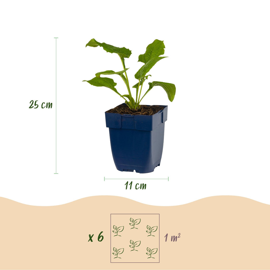 Zonnehoed Echinacea purpurea Alba wit
