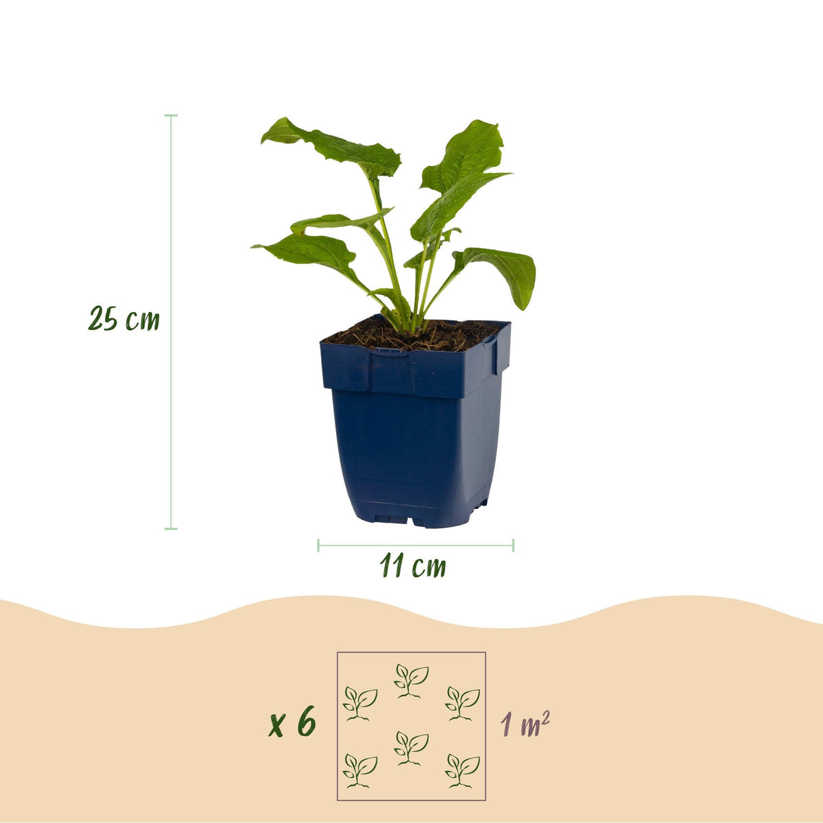Zonnehoed Echinacea purpurea Alba wit