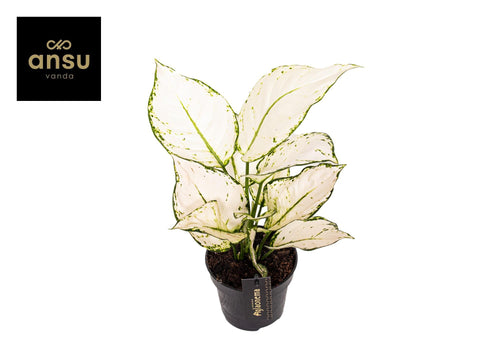 Aglaonema White Joy, plant in pot