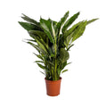 Productfoto van Spathiphyllum Sweet Sebastiano