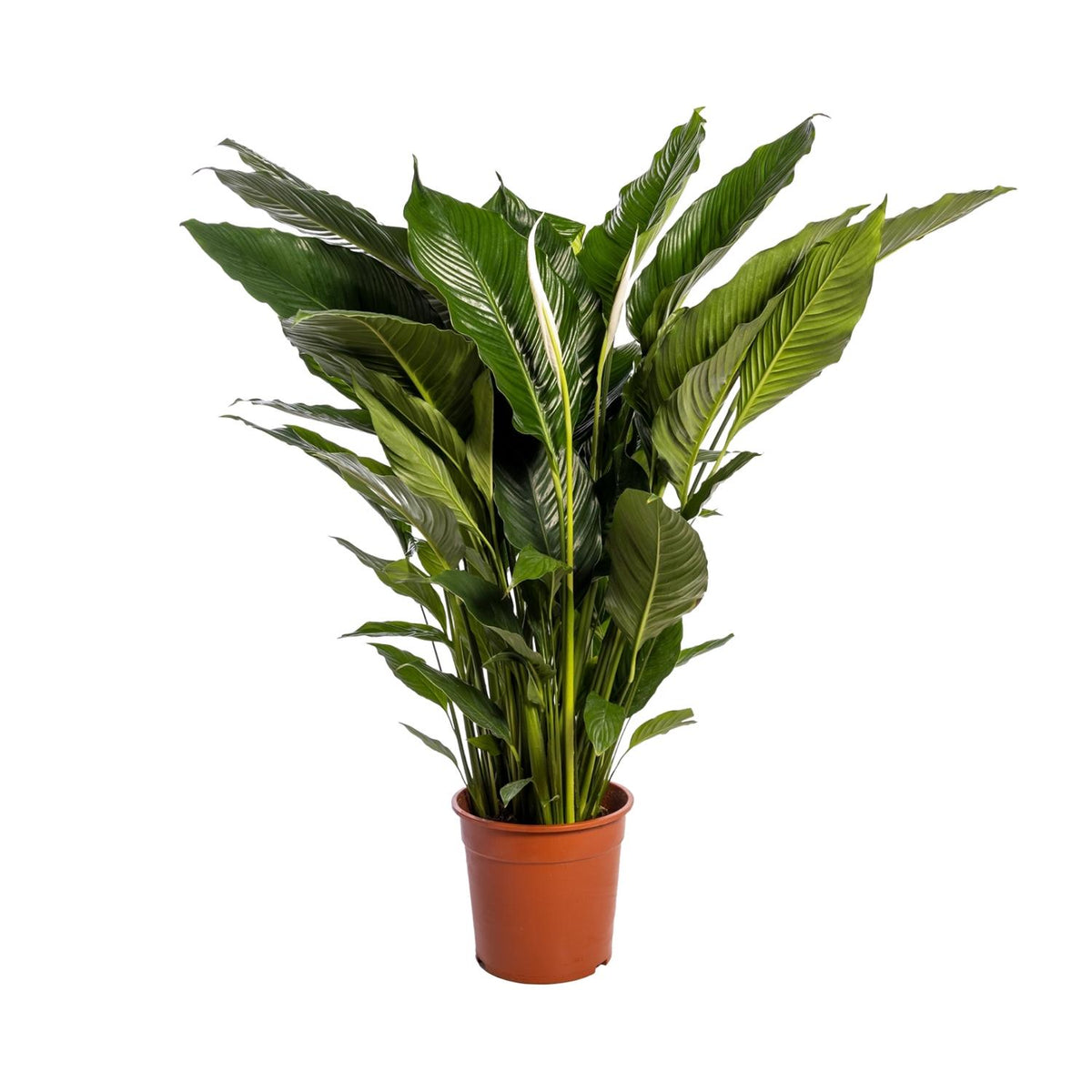 Productfoto van Spathiphyllum Sweet Sebastiano