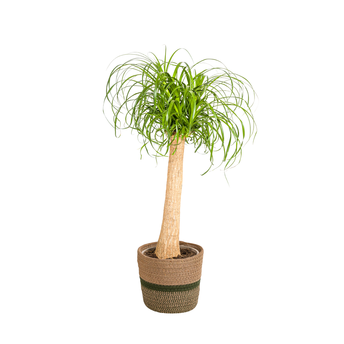Beaucarnea Recurvata Stam met mand, plant in pot