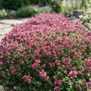 Vasteplant - Thymus praecox Red Carpet - KruipTijm - Geurend - Rood-Roze - 1 Plant - Pot 11cm - Hoogte 15-25cm