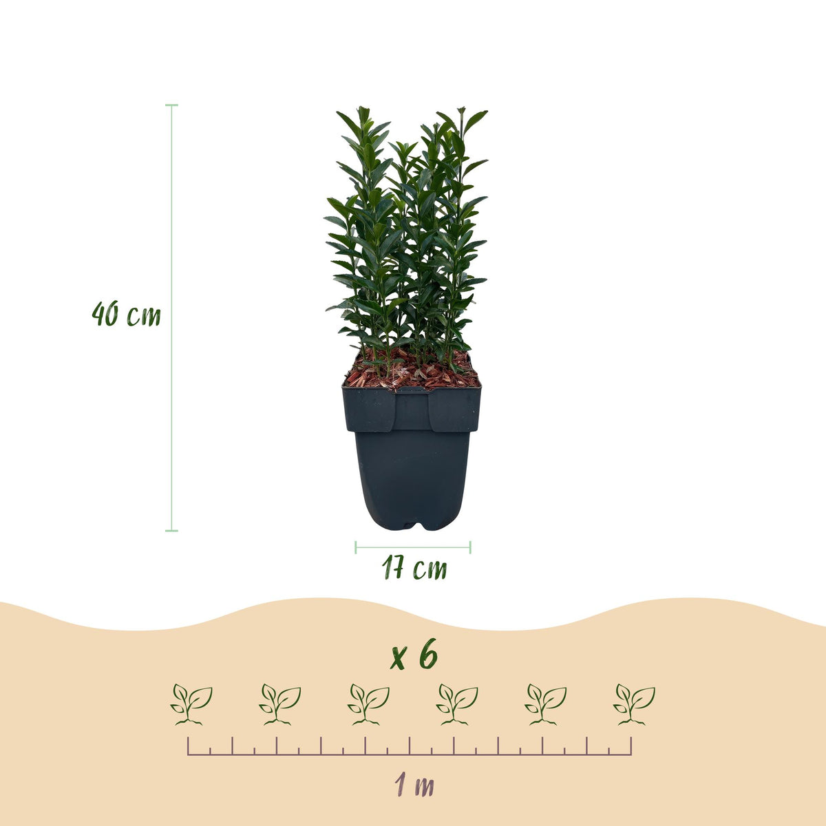 Kardinaalsmuts Green Spire, 40 cm hoog, 6 planten, groene bladeren