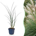 Prachtriet Miscanthus Gracillimus met pluim