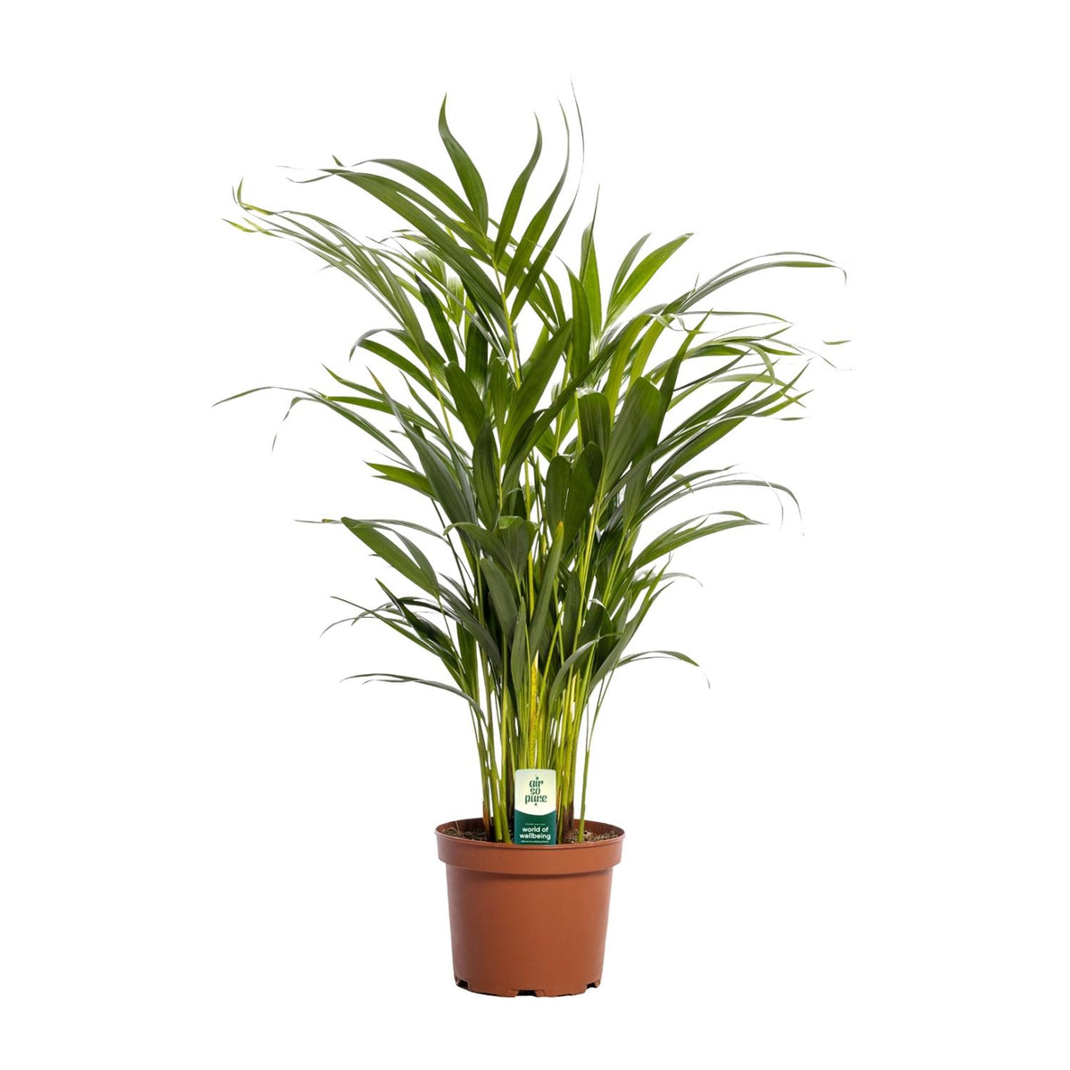 Productfoto van Dypsis Lutescens