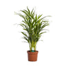 Dypsis Lutescens