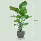 Strelitzia Nicolai met grijze pot, groene bladeren