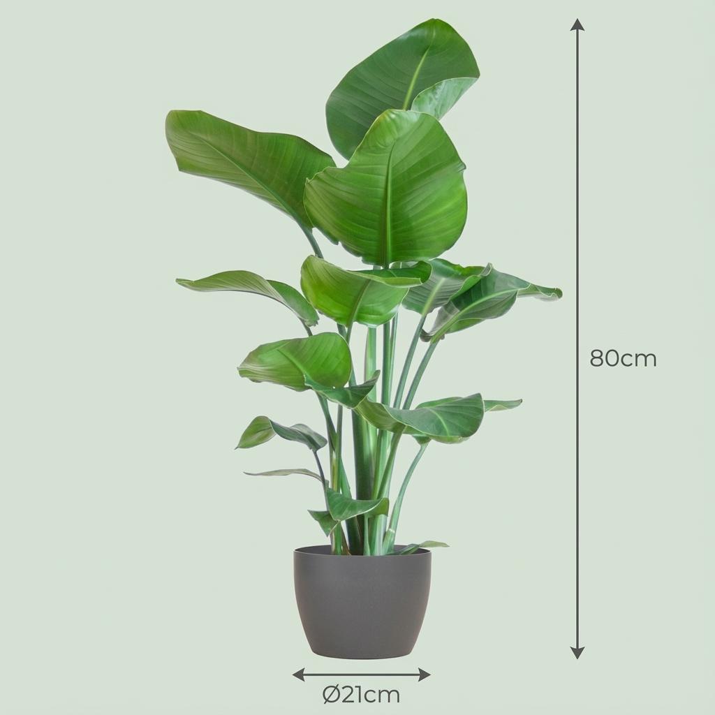 Strelitzia Nicolai met grijze pot, groene bladeren