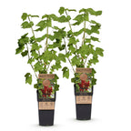 2x Bessenplant Jonkheer van Tets, detail van het blad