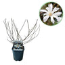 Magnolia Stellata