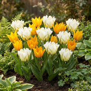 Tulp &