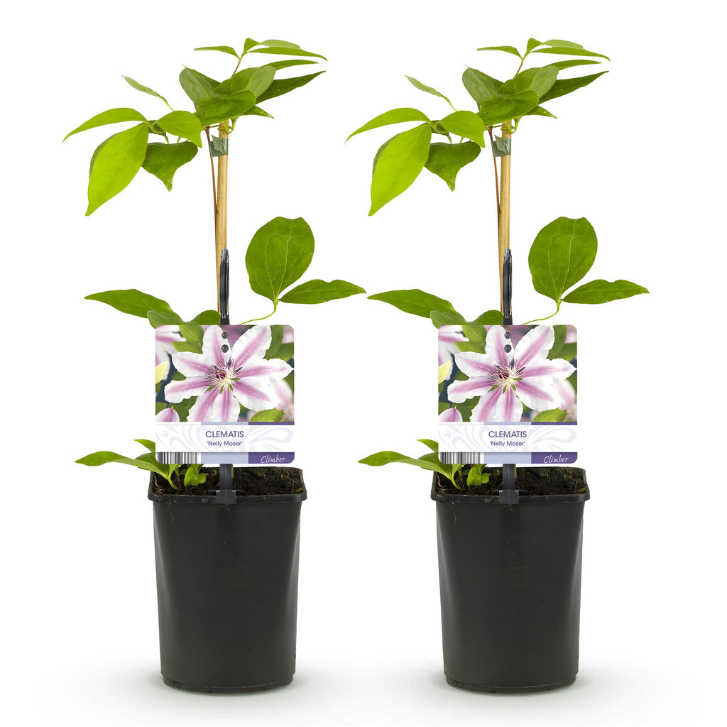 Productafbeelding van Pureplant