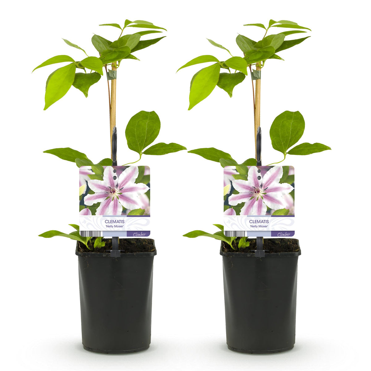 Productafbeelding van Pureplant
