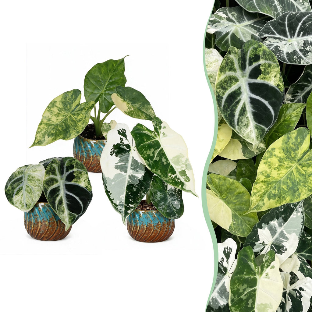 3x Baby Alocasia Tricolour Variegata