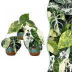 3x Baby Alocasia Tricolour Variegata