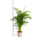 Dypsis Areca lutescens, groeiwijze van de plant