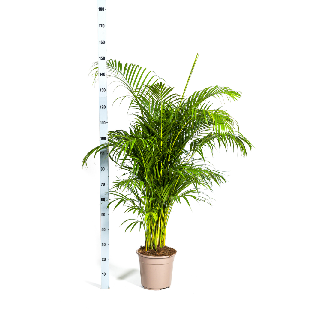 Dypsis Areca lutescens, groeiwijze van de plant