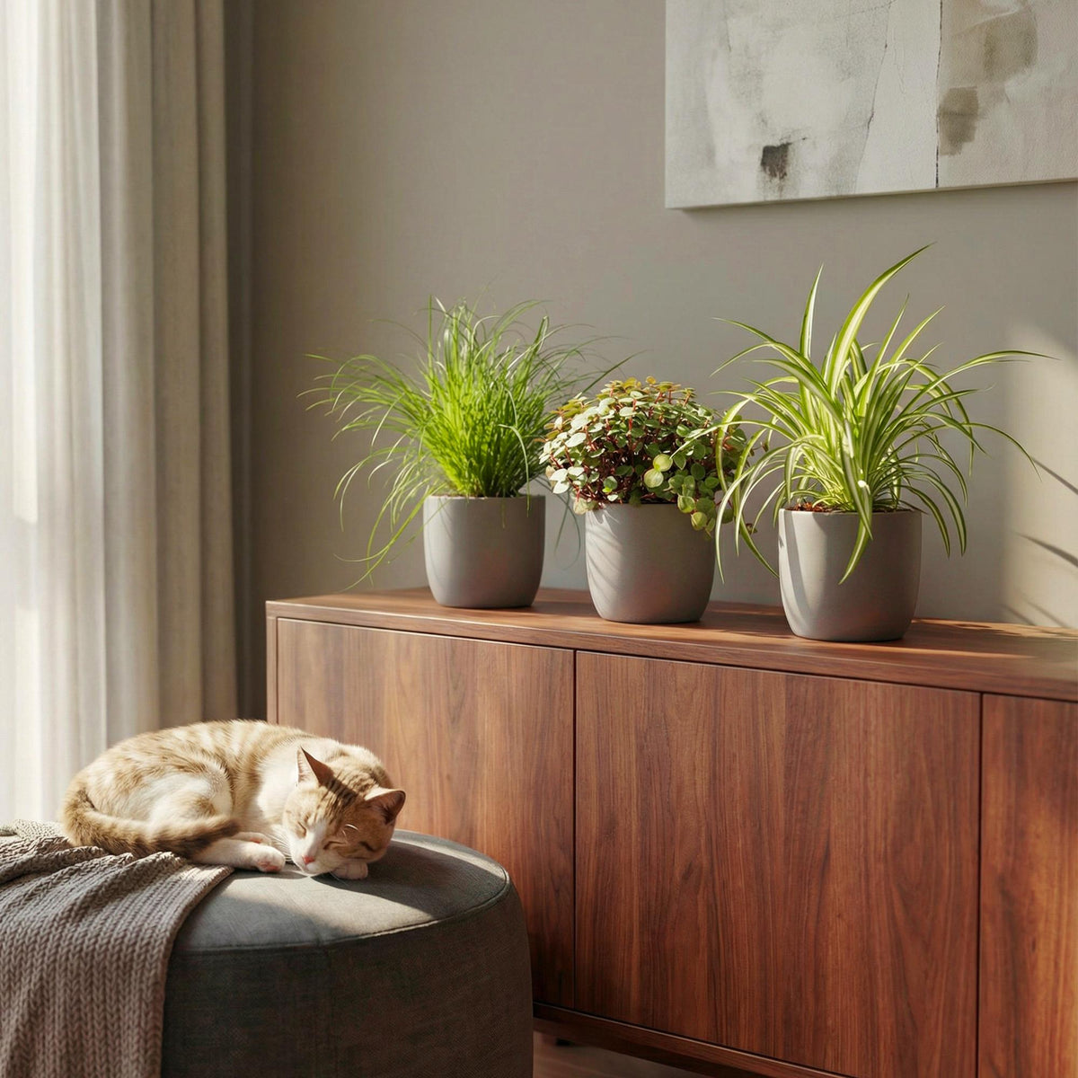 Cyperus, plant in pot