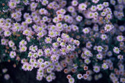 Aster ageratoides &