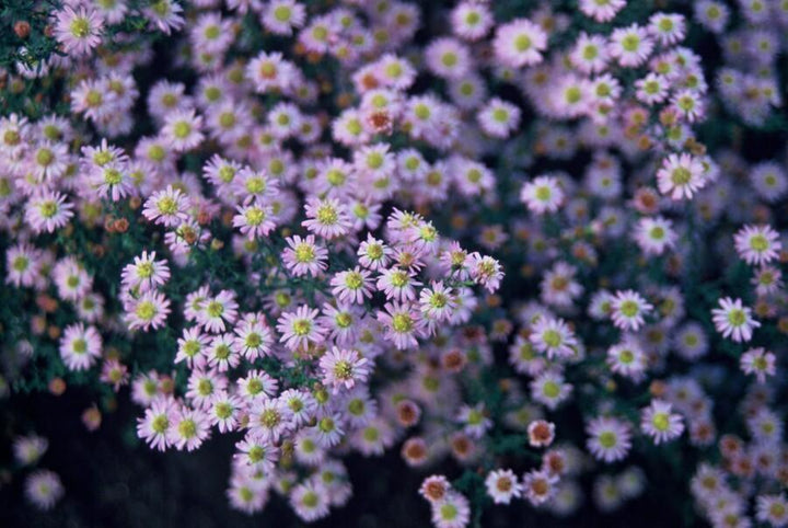 Aster ageratoides &