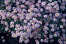 Aster ageratoides 'Stardust'