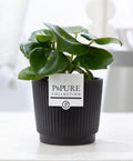 Peperomia Raindrop In P&PURE Liv Ceramics Matt Black, plant in pot