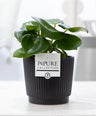 Peperomia Raindrop In P&PURE Liv Ceramics Matt Black