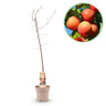 Prunus domestica Victoria