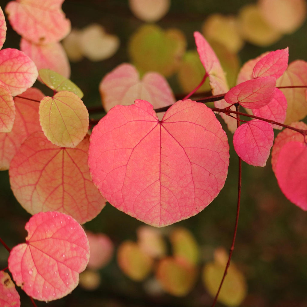 Cercidiphyllum japonicum, geschikte tuinplant