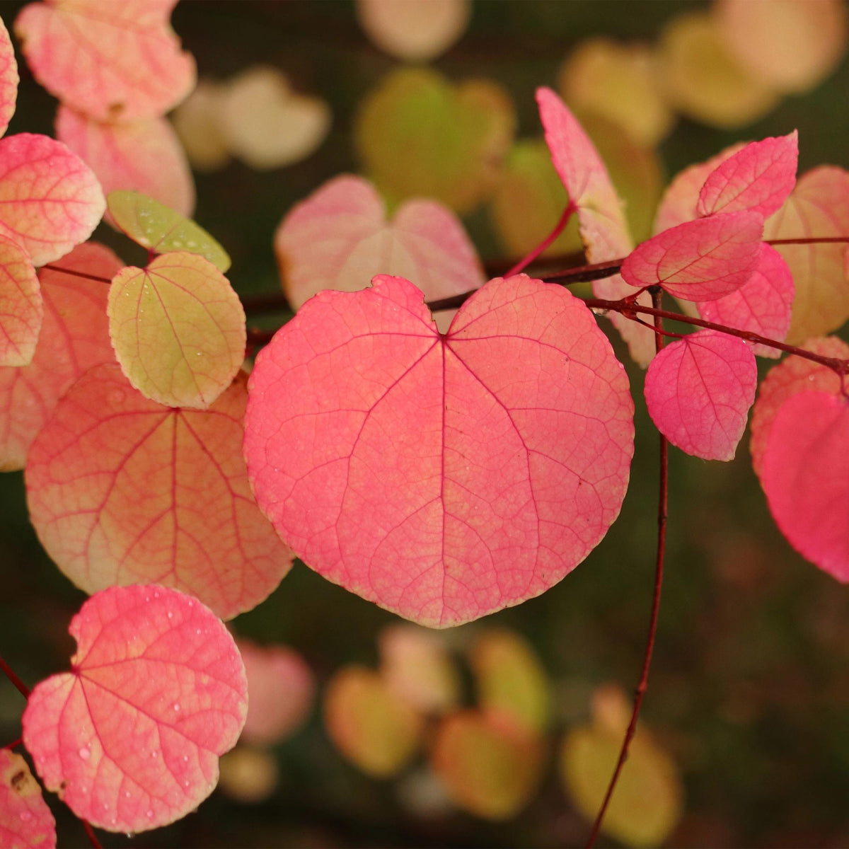 Cercidiphyllum japonicum, geschikte tuinplant