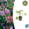 6x Geranium macr. 'Ingwersen's Var.'