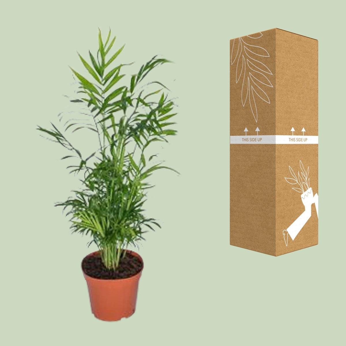 Detailfoto van Chamaedorea elegans, Mexicaanse bergpalm, 55 cm hoog