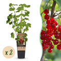 2x Bessenplant Jonkheer van Tets, plant in pot