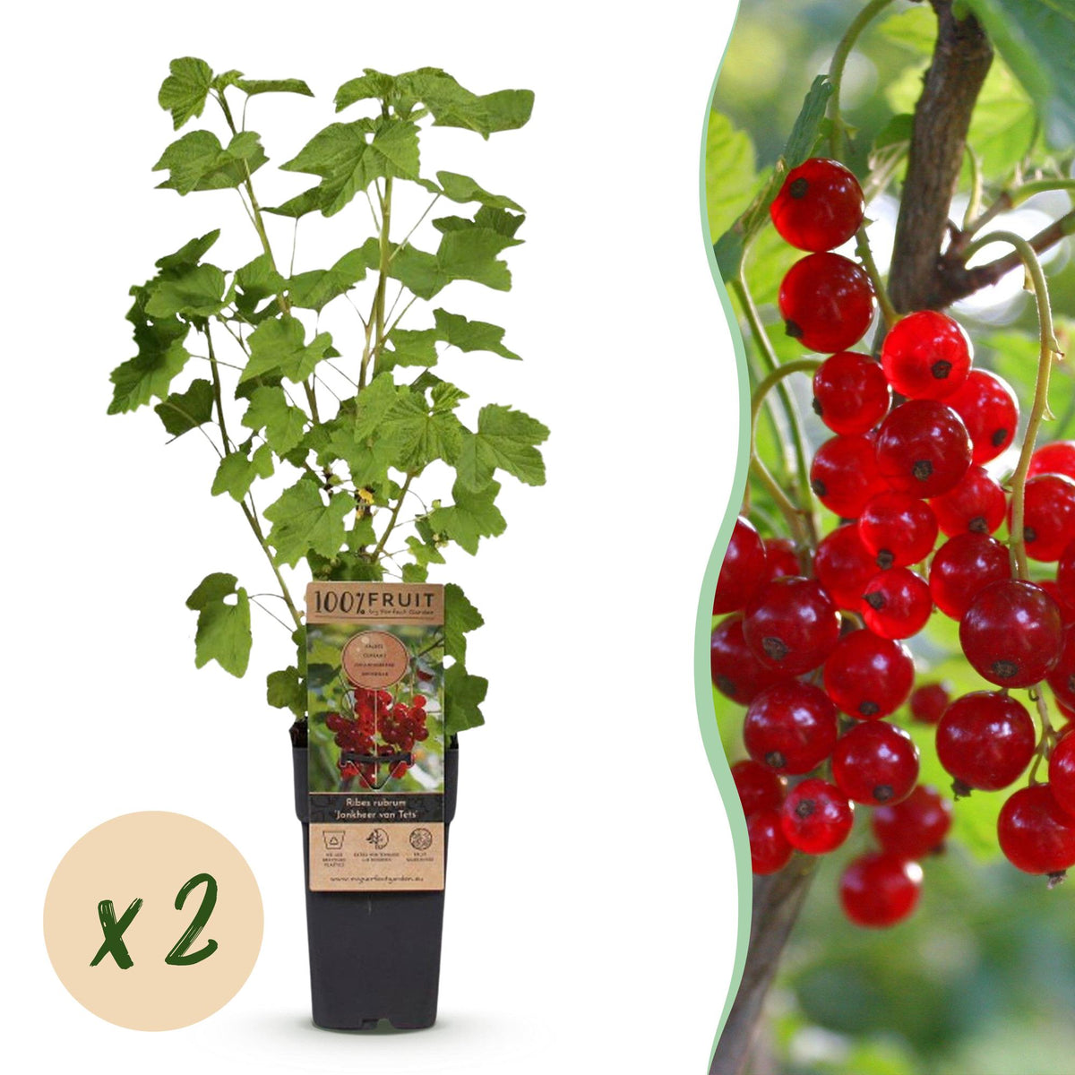 2x Bessenplant Jonkheer van Tets, plant in pot