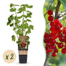 2x Bessenplant Jonkheer van Tets