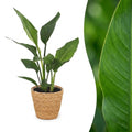 Strelitzia Reginea - Paradijsvogelbloem met Zeegras Mand, plant in pot