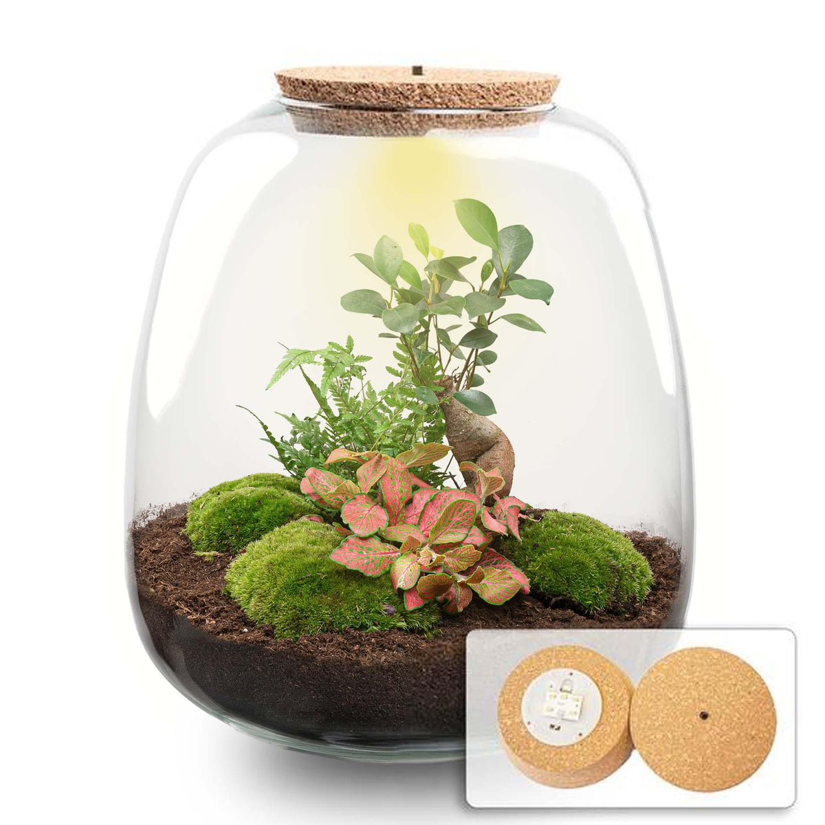 Planten terrarium - Emma - DIY kit - Bonsai, rood, plant in pot
