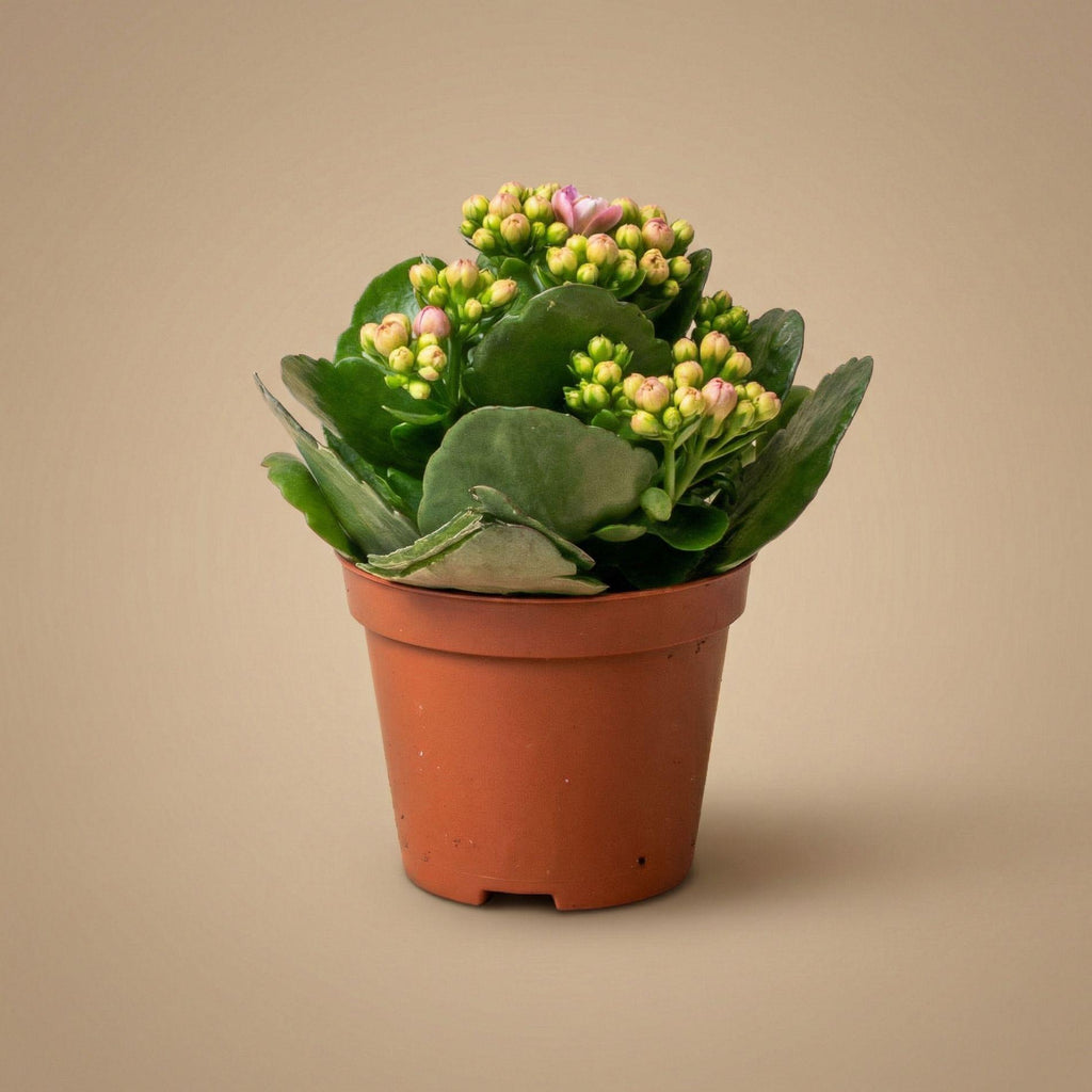 3x Kalanchoë - Potmaat, plant in pot