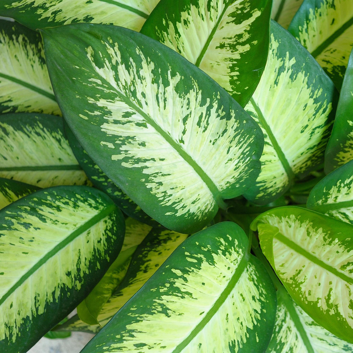 Diefenbachia Tropic Snow, groeiwijze van de plant