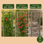 Lonicera x brownii &