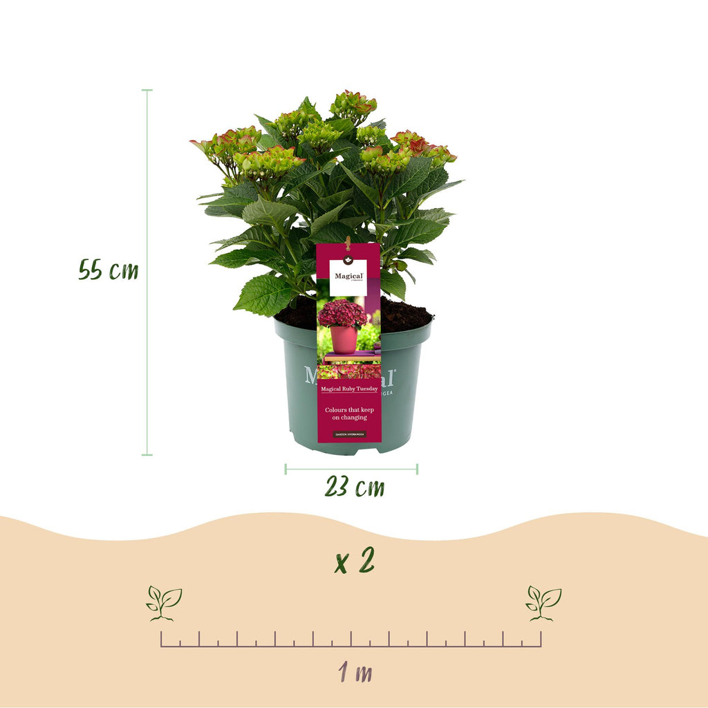 Hortensia Hydrangea Magical Teusday & Saphire, groene bladeren